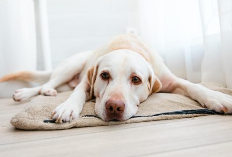 anxious dog