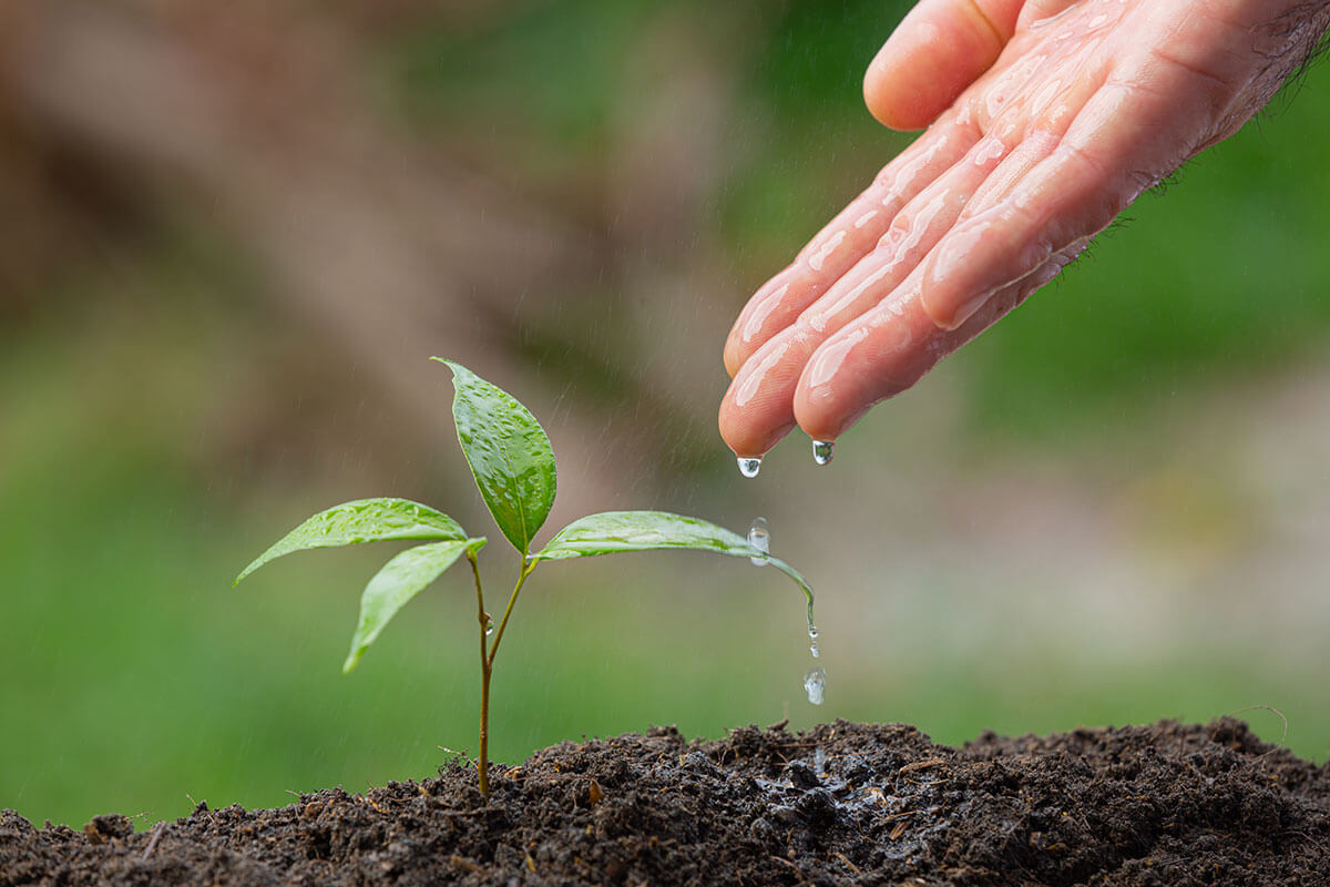 best time to plant grass seed