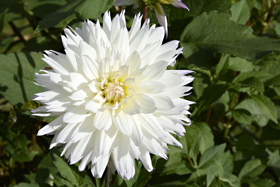 White Flowers