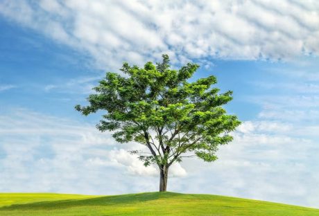 Memorial Tree