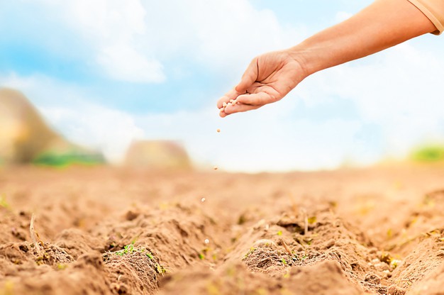 tips on how to plant grass seed on hard dirt