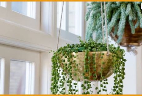 Trailing Indoor Plants